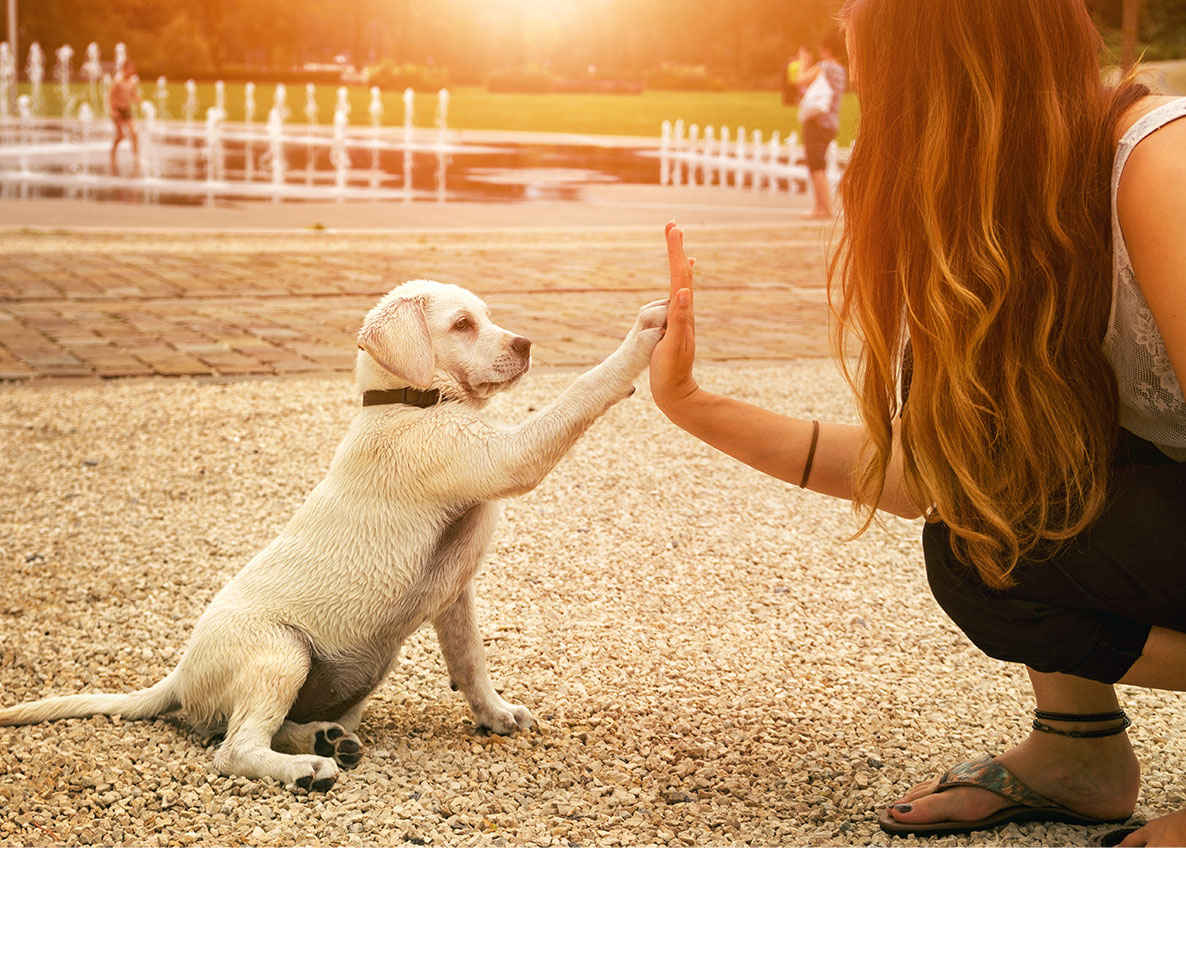 子育て＝犬育て。飼い主次第で犬の知性やレジリエンスが伸びる