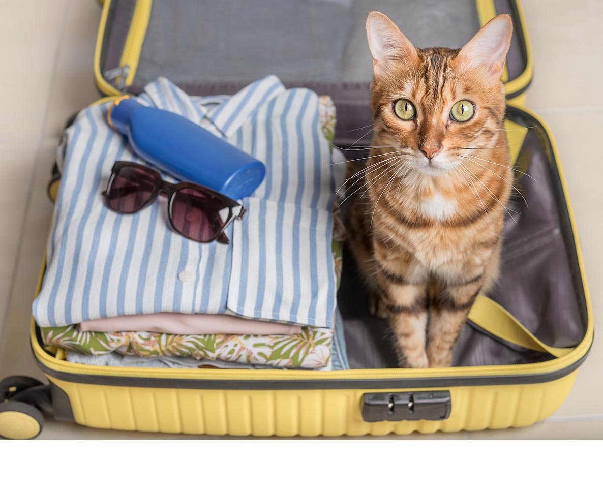 空港の保安検査でスーツケースの中から猫が見つかる