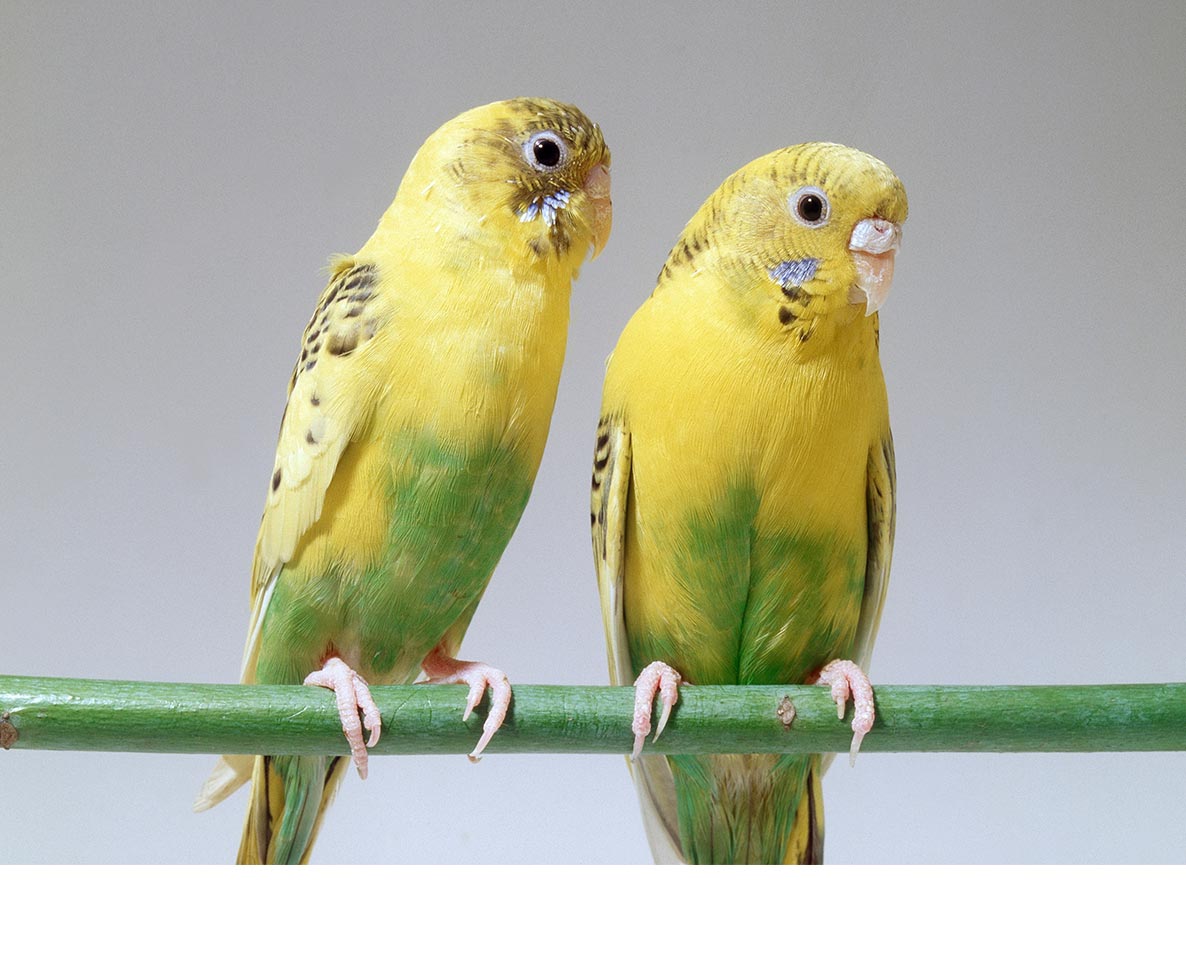 SNSのおかげで迷子のインコが飼い主と再会