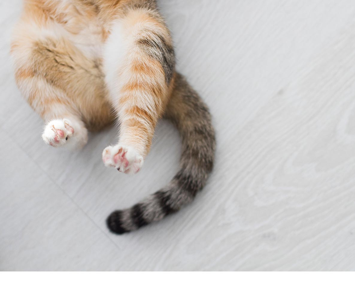 しっぽに火が付いても動じない猫がネットで話題沸騰