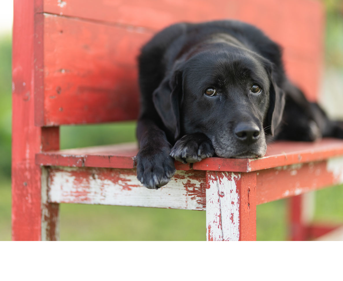 警察犬が勤務中にはしゃいでしまった理由は？