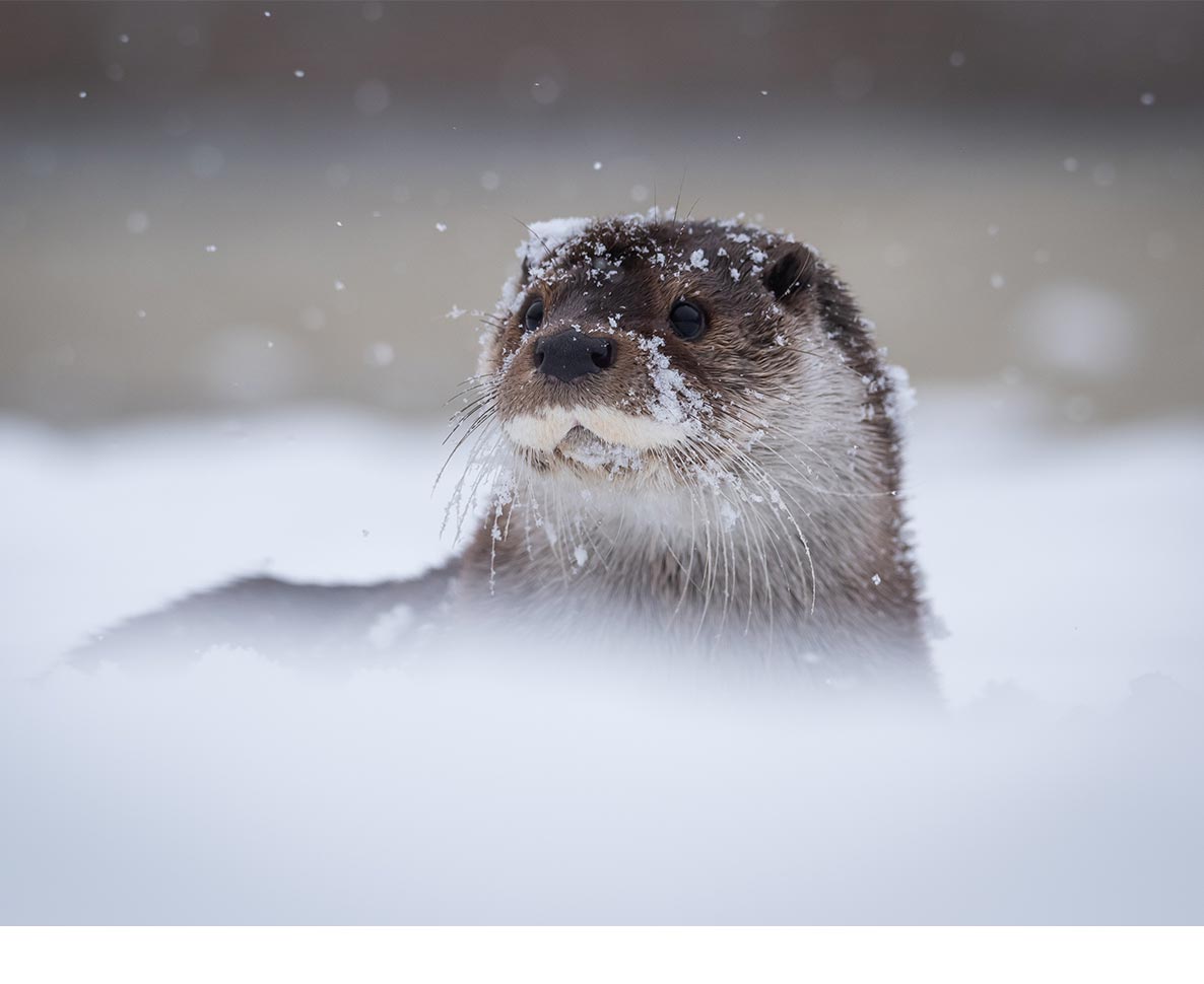 雪の上ではしゃいで遊ぶカワウソが可愛すぎる