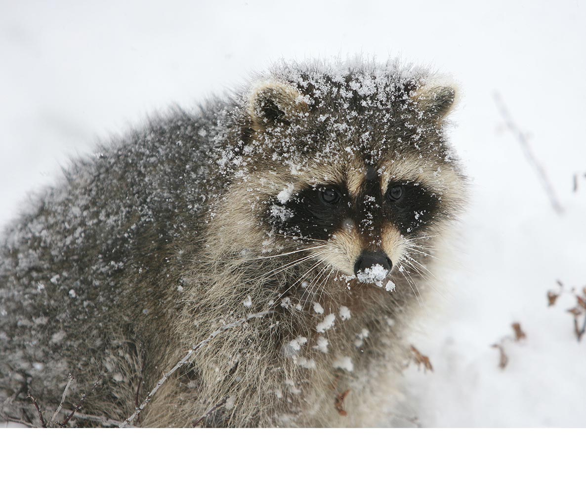 舞い落ちる雪をつかもうとするアライグマがかわいい