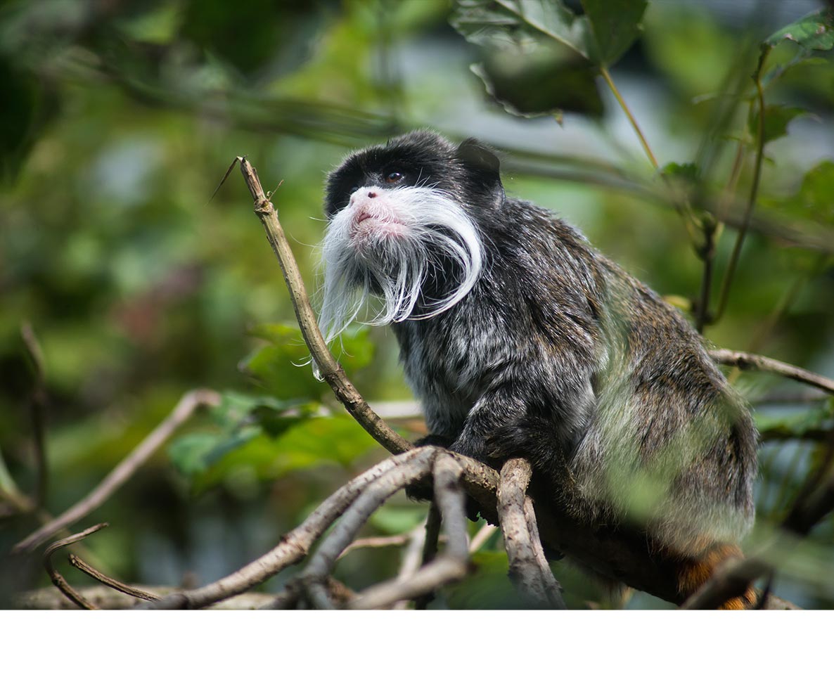 テキサスの動物園で相次ぐ希少動物の誘拐・傷害事件