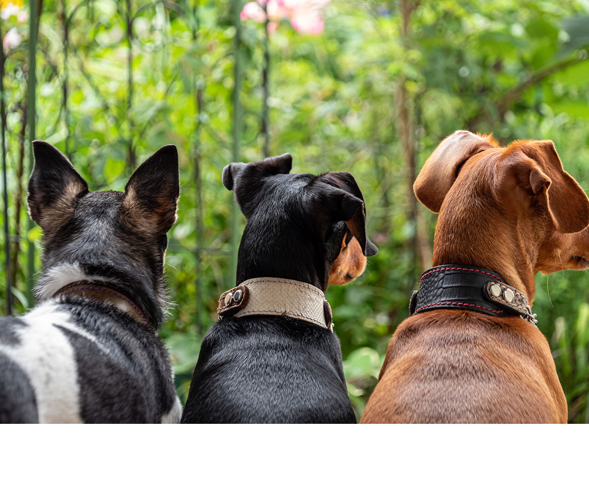 14匹の犬が連結！息の合った「電車ごっこ」でギネス世界記録