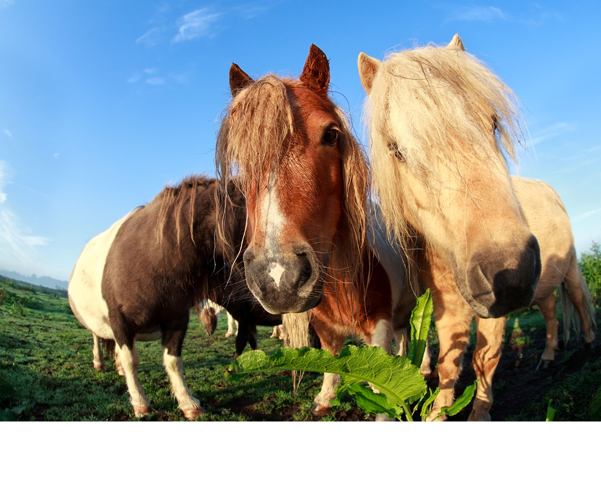 逃走馬を捕まえろ！バイクで馬を追うハラハラの捕獲劇