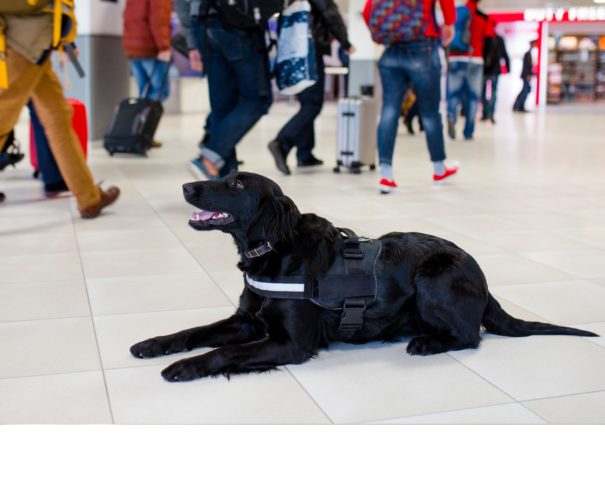 ホームパーティで友人の介助犬同伴を断った男性に賛否の声