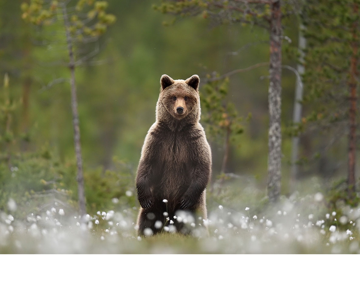 あなたの朝もこんな感じ？寝起きのクマが人間そっくり