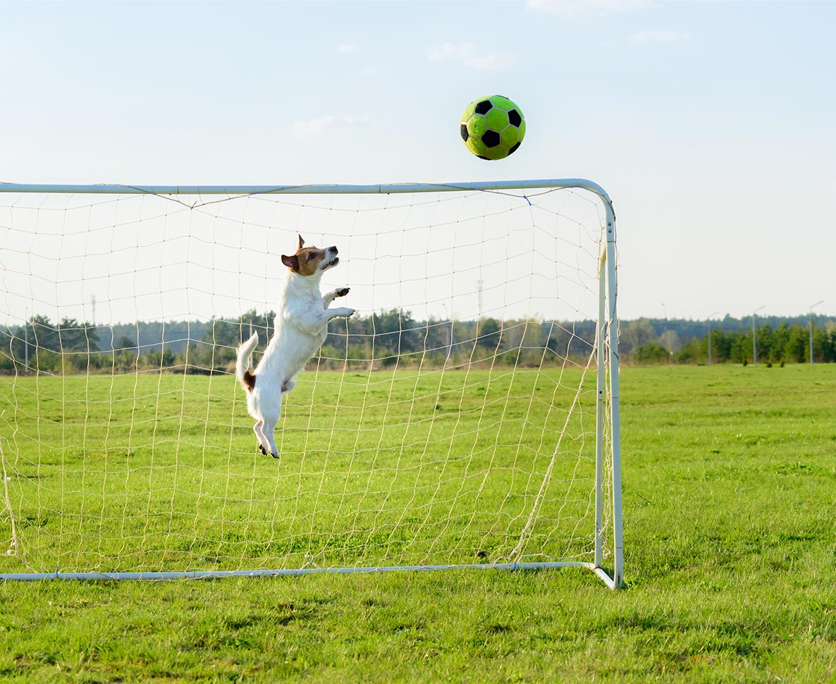 このボールは渡さない！サッカーの試合に犬が乱入