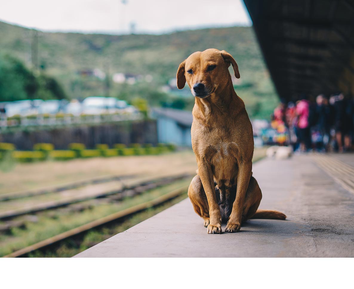 電車に乗って毎日「通勤」するインドの野良犬