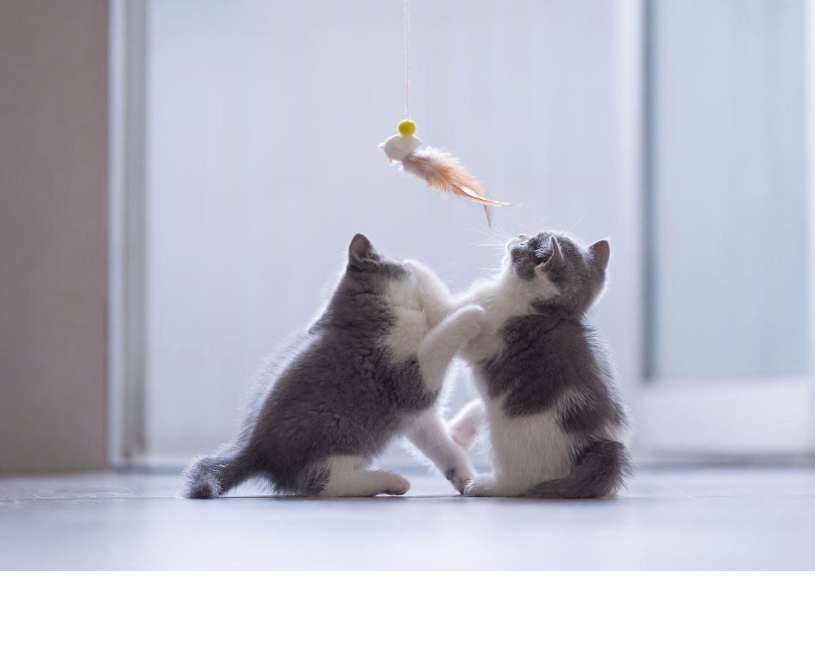 外猫の野鳥狩りを阻止する画期的なアイテム