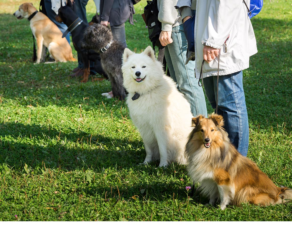 米国人男性の100歳の誕生日。200匹以上の犬が集ってお祝い