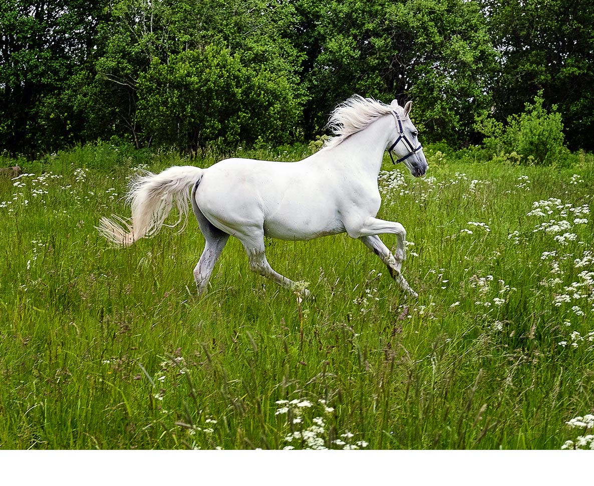 家の中で白馬を飼うスペイン人の暮らしがおしゃれ過ぎる