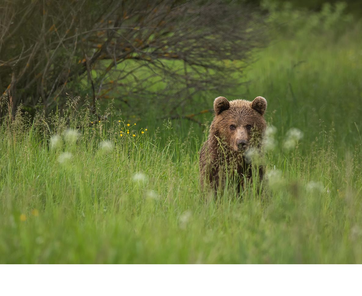 クマに仕掛けた隠しカメラに登山遭難者がSOS