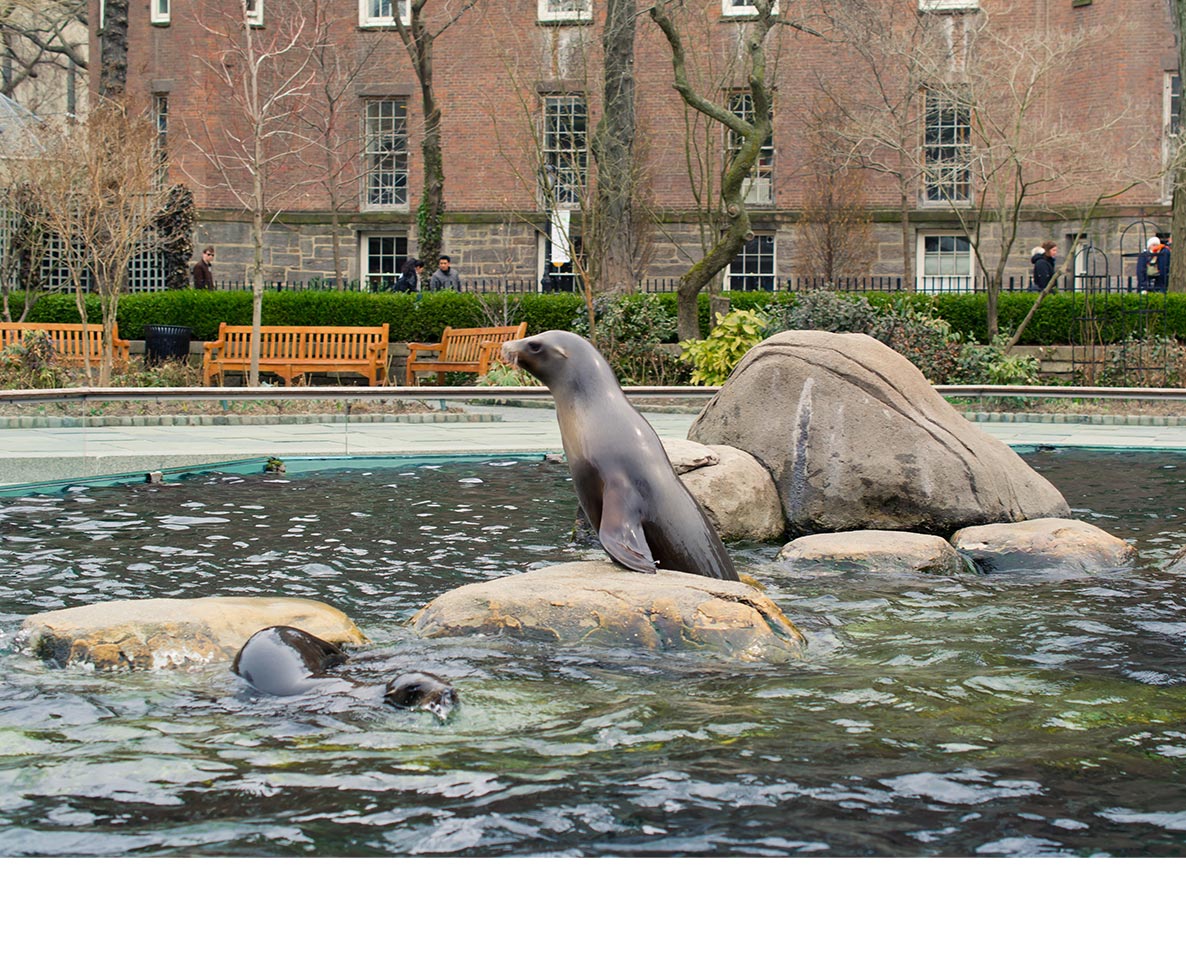 大洪水でNYの動物園のプールからアシカが脱走