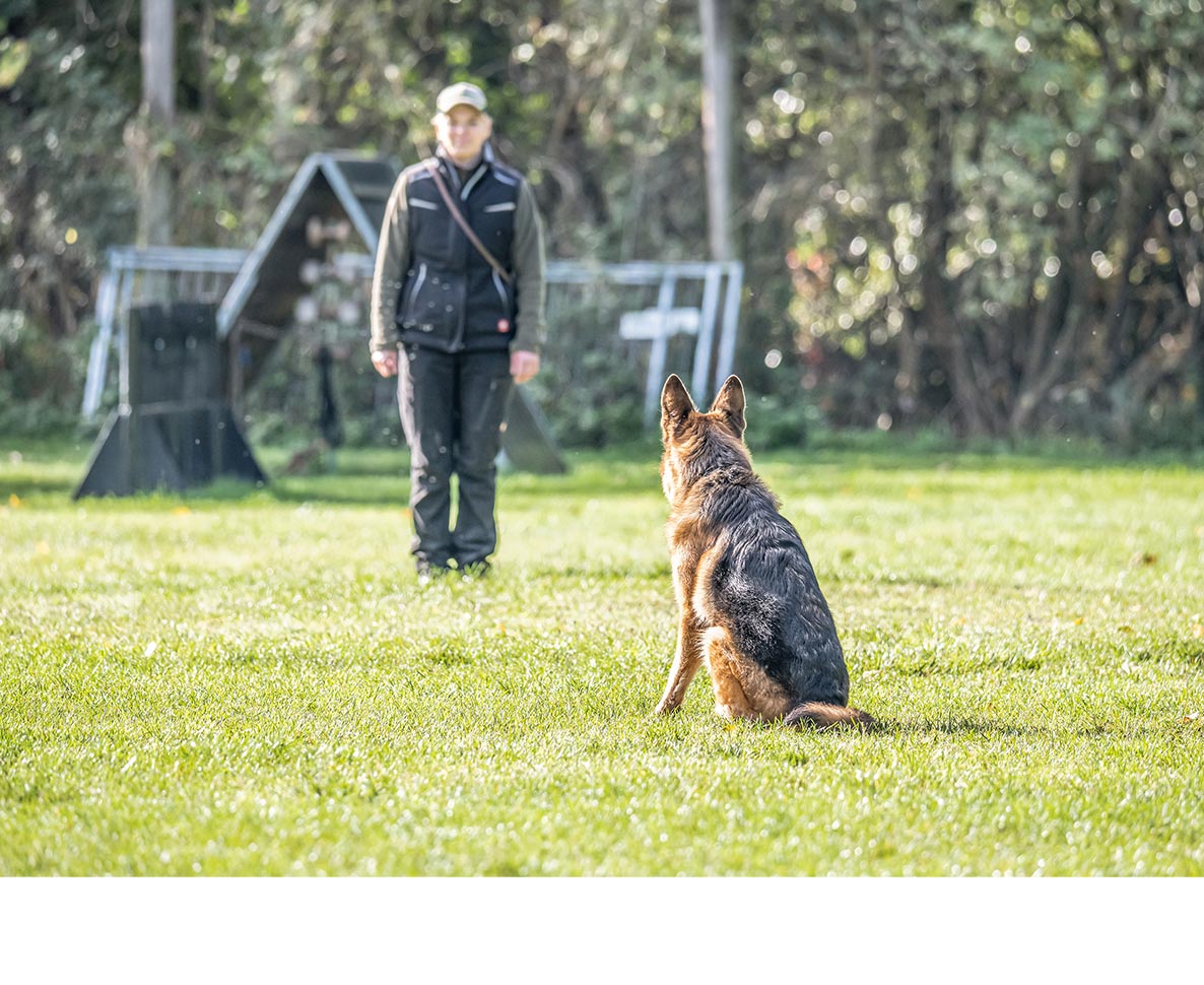 歴史に残る偉業を遂げた超優秀警察犬レックスが勇退