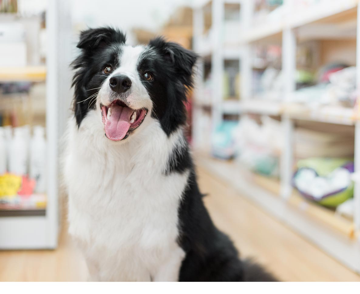 自分でおやつを買いに来た犬に店員もほっこり