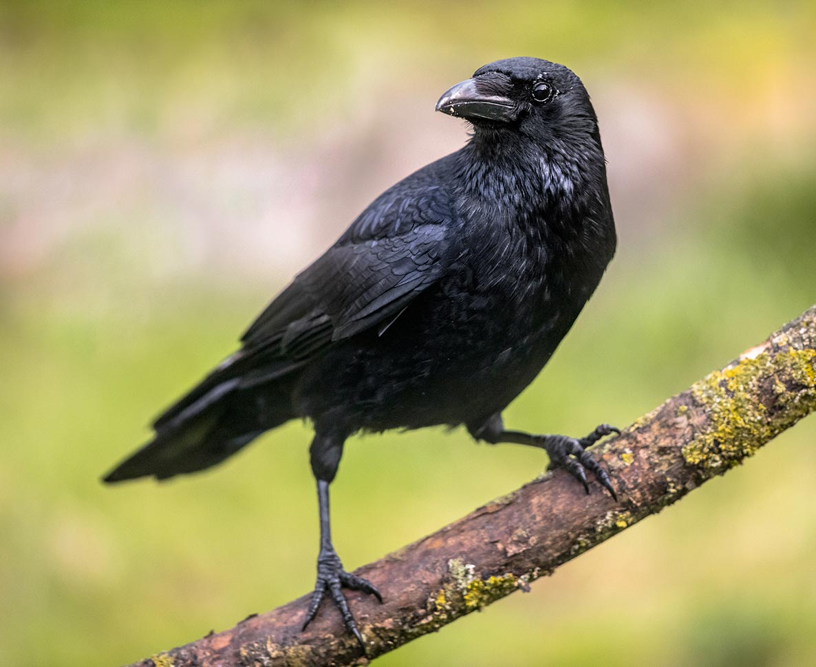 英語を覚えたカラスが仲間に「ハロー」を教える