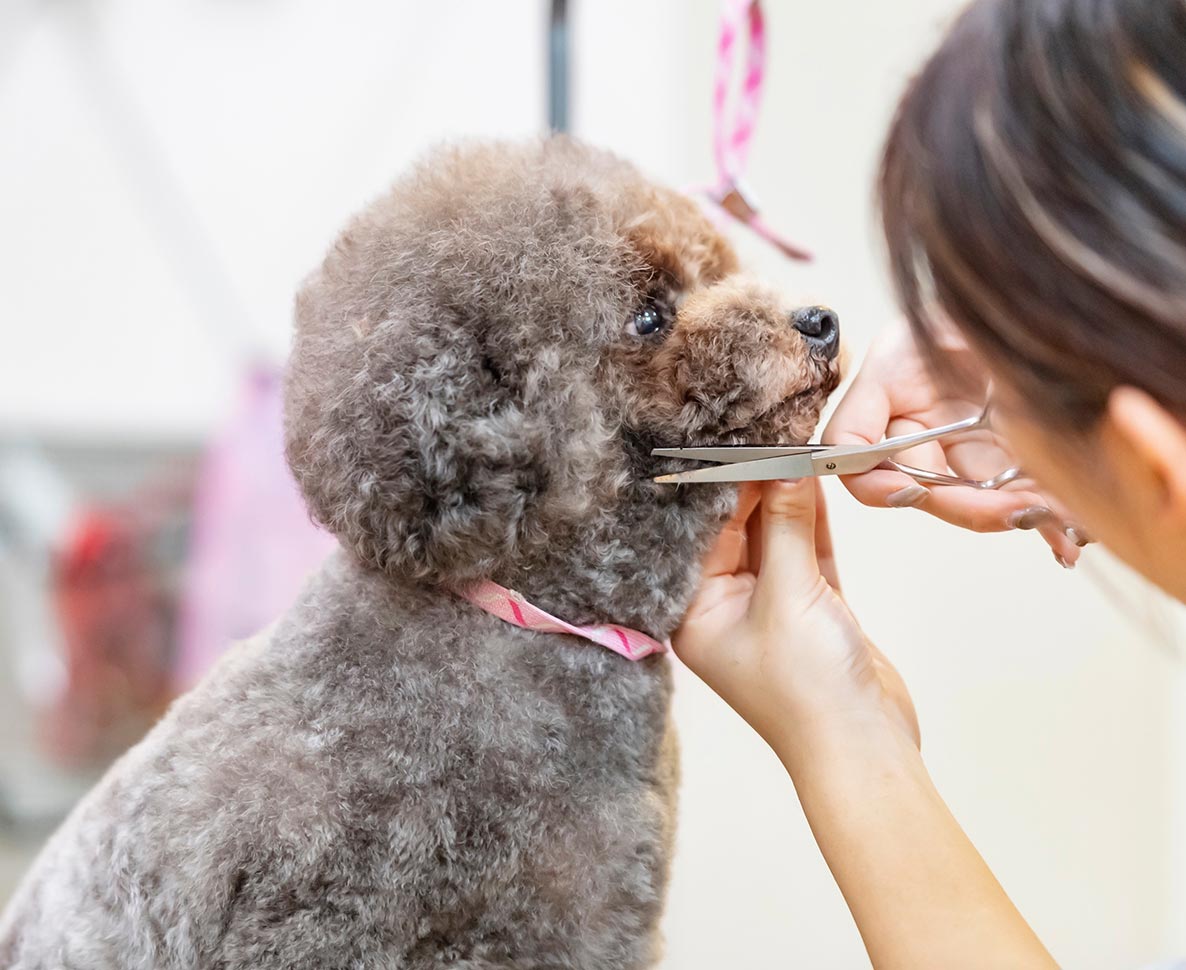 犬を芸術作品にしてしまう年収1億8千万円のトリマー