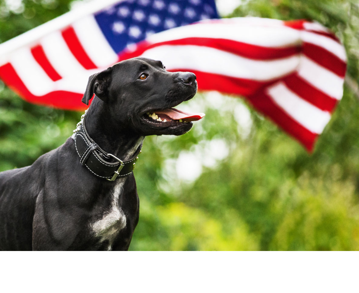 アメリカで人気のある犬の名前ランキング