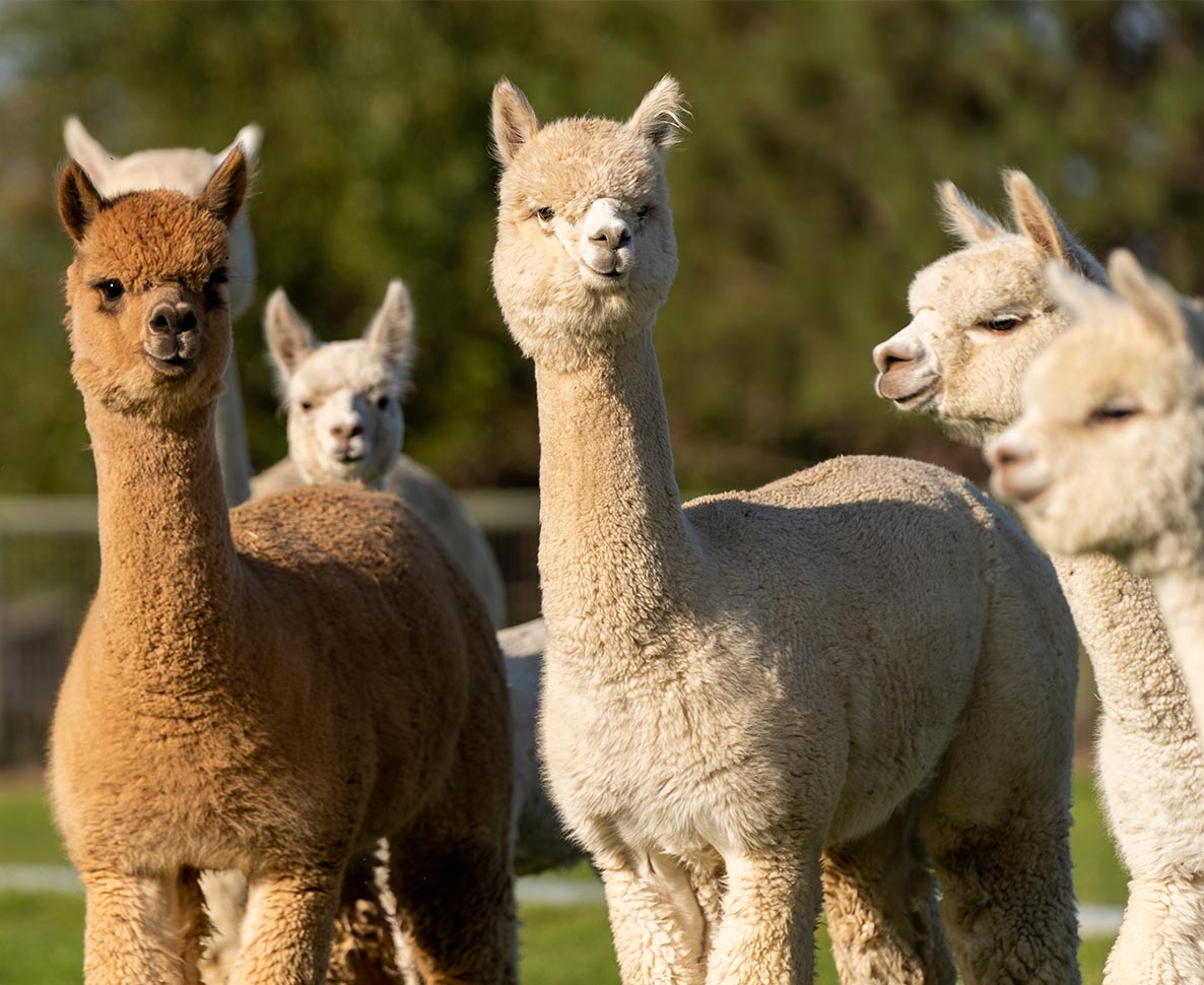 アルパカを飼う夢を叶えたインフルエンサー