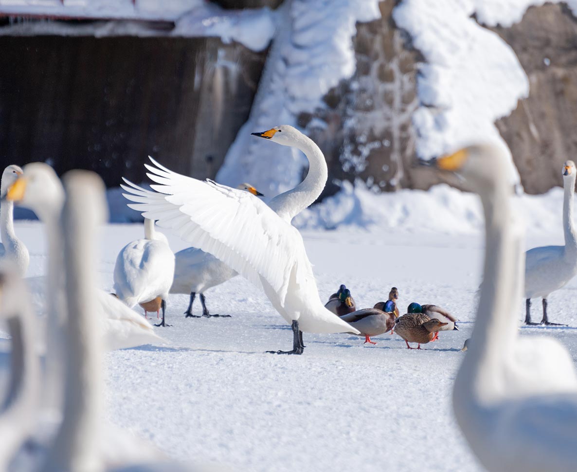 湖にぽつんと取り残された1羽の白鳥。飛びたいのに動けない…