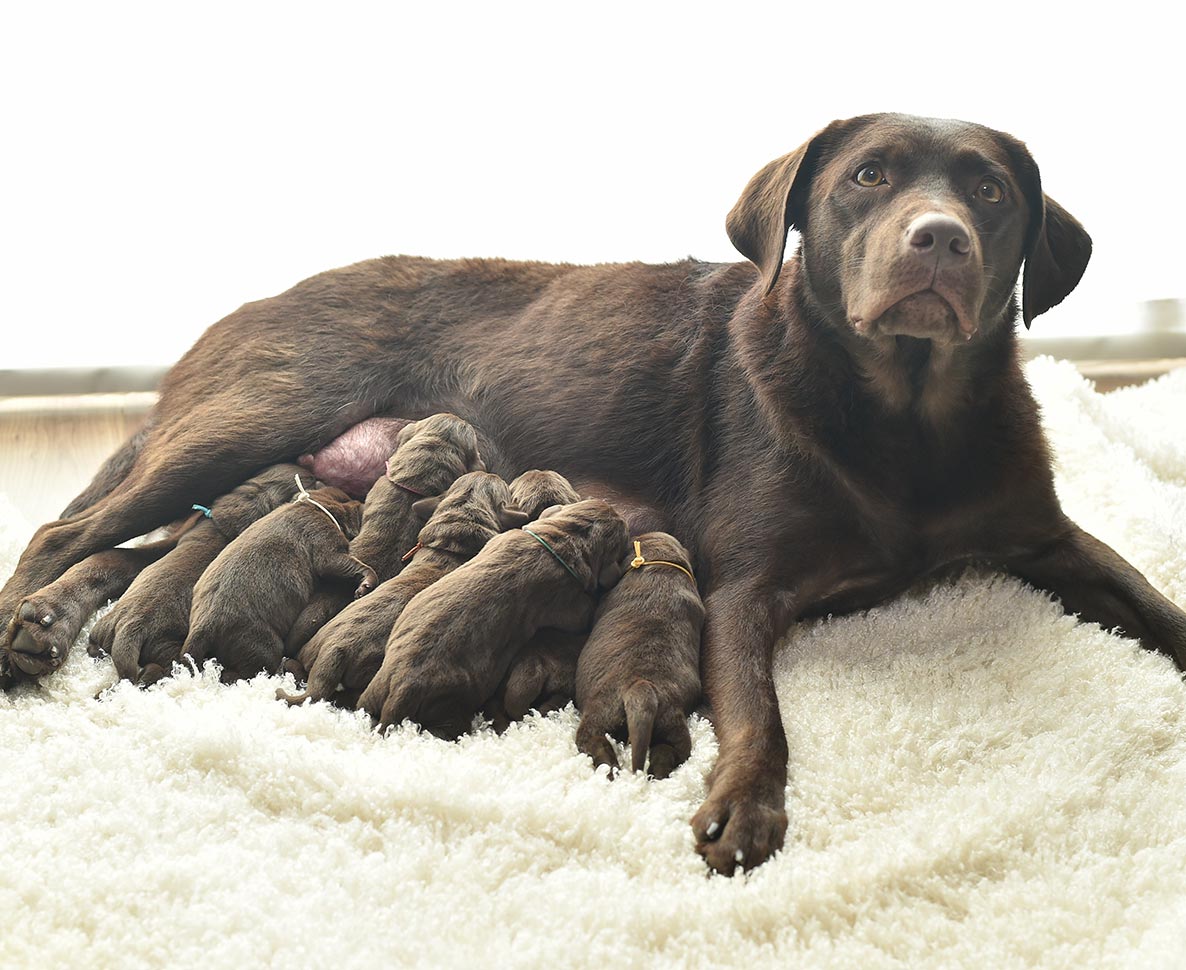 冬の嵐のなか5匹の捨て犬の命を救ったホームレス男性