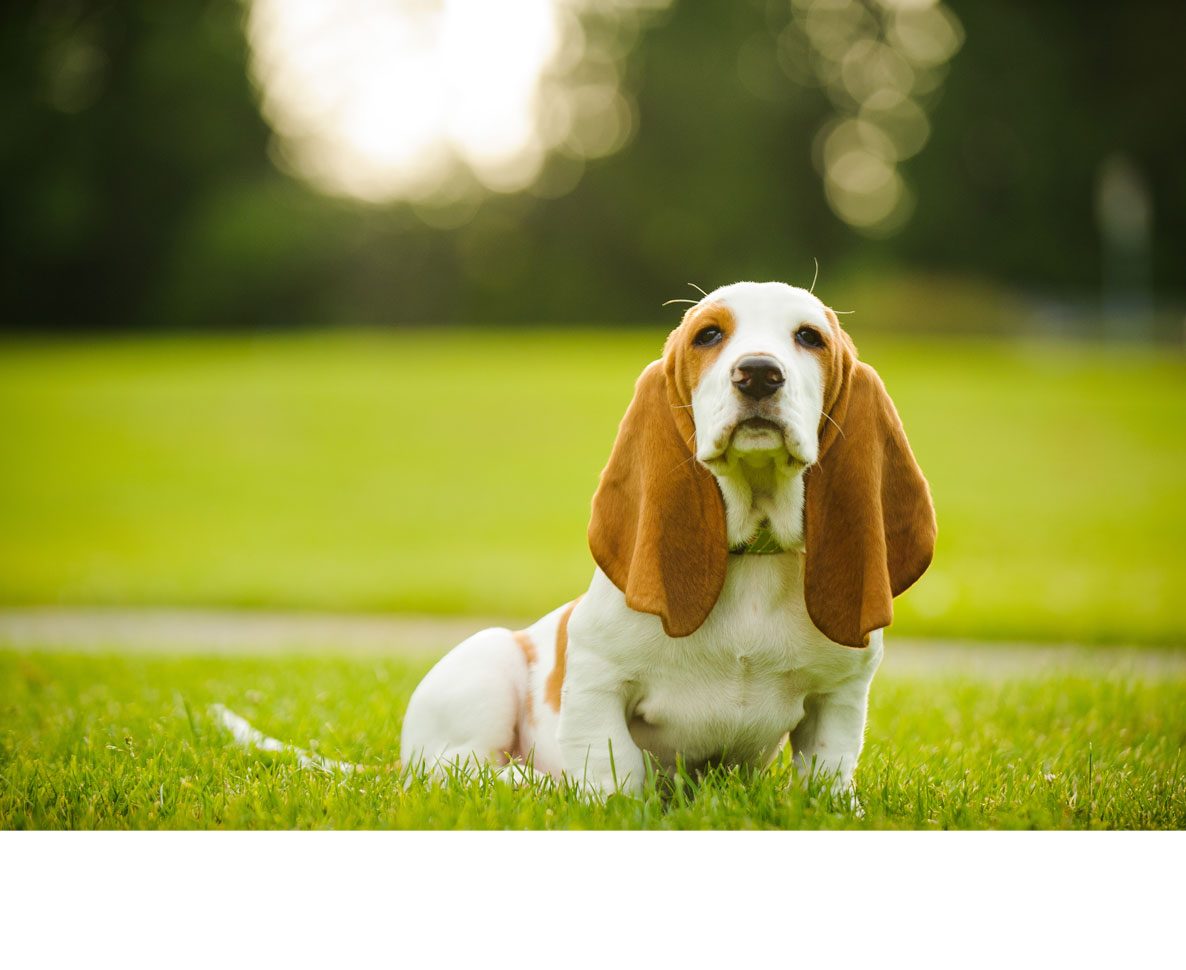 よく見るとアッと驚く、超ユニークな耳をもつ犬