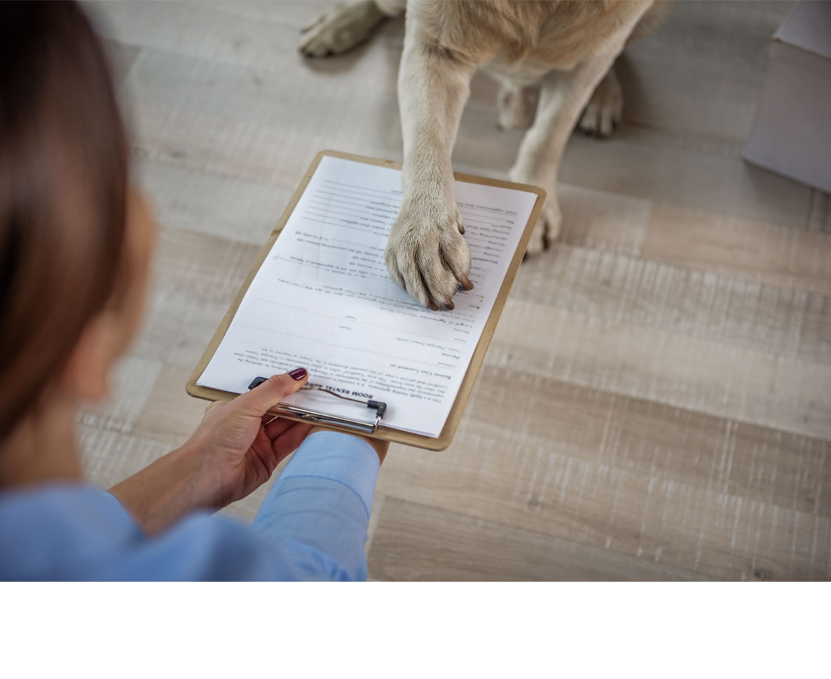 メキシコ人カップルが婚姻契約で飼い犬を証人に愛を誓う