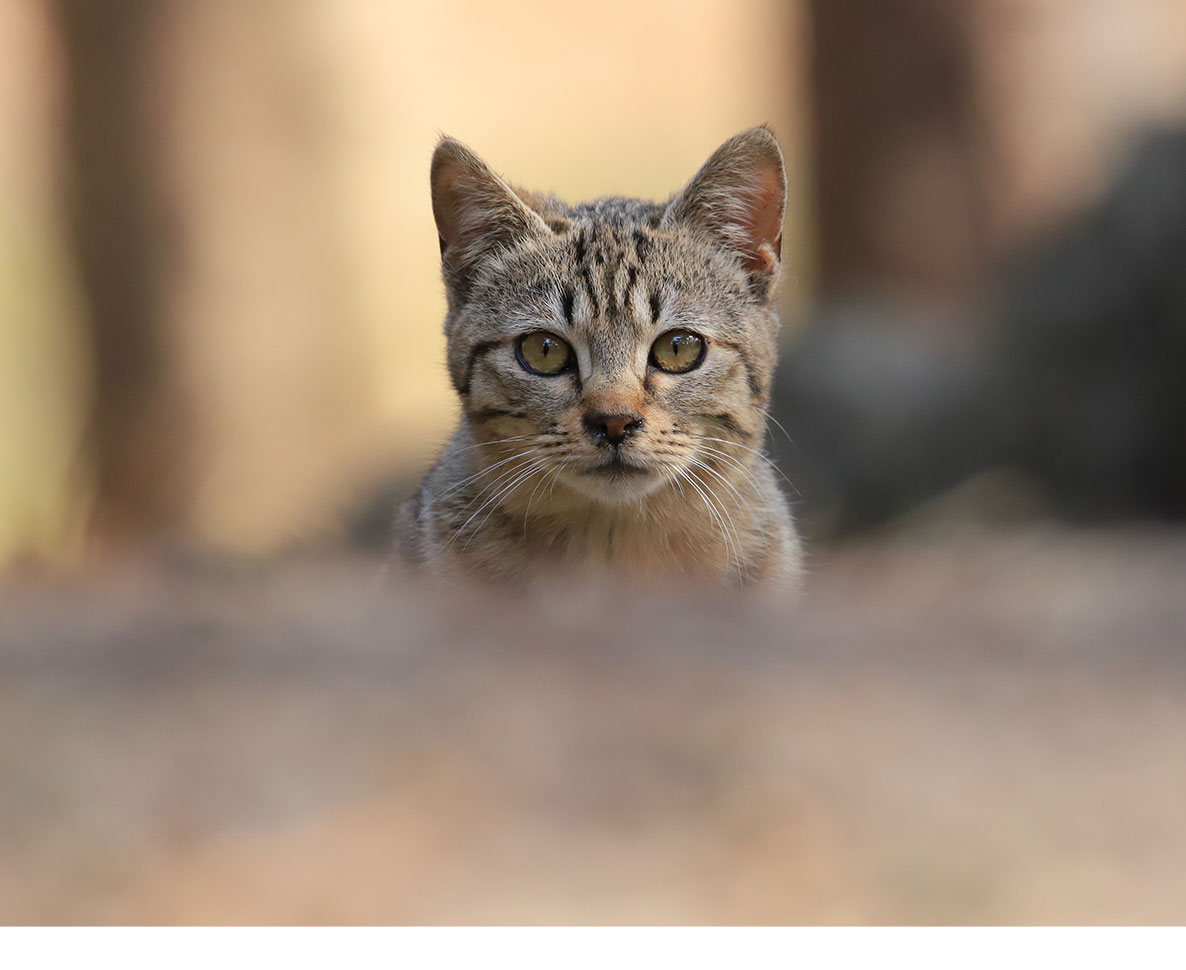 引っ越し日に見せた愛猫の不安すぎる表情