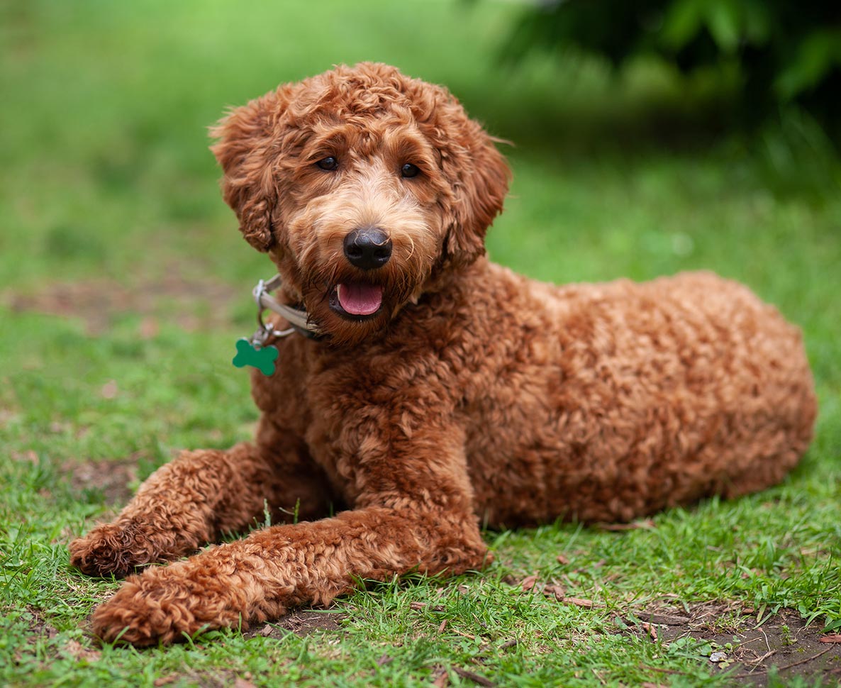 同じ犬とは思えない！成長とともに毛色が激変したラブラドゥードル