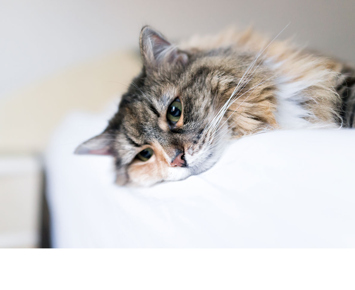 渓谷から落下した夫婦、抱えていた猫だけが助かる