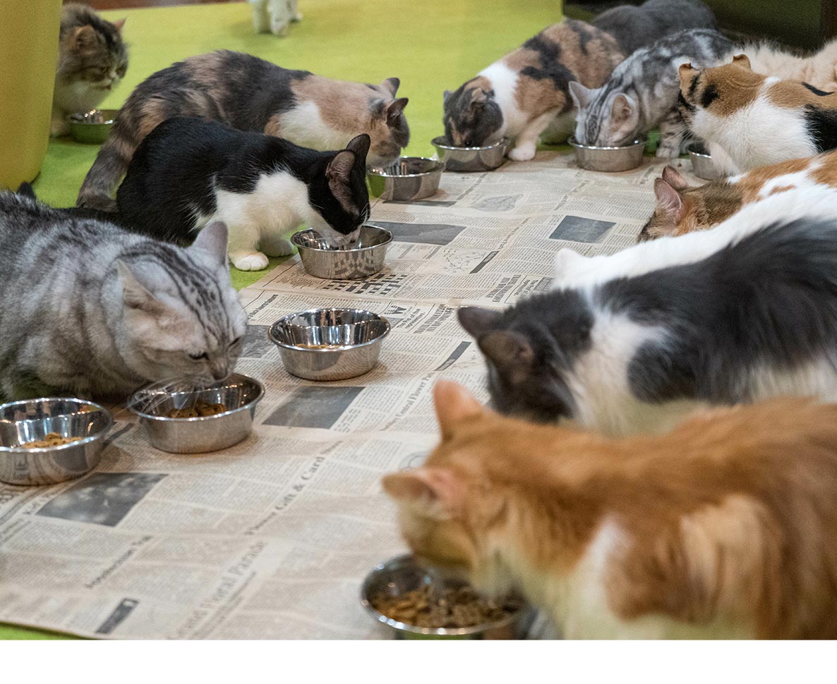玄関前でノラ猫が出産！一気に7匹の猫の親になった女性