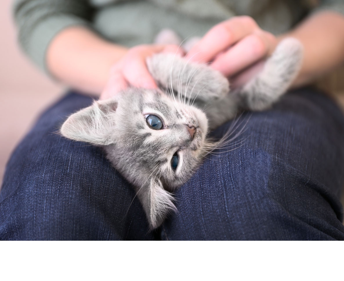 長年謎だった猫のゴロゴロ鳴きの理由が明らかに