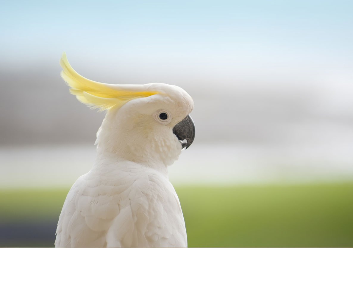 カラスよりも賢い豪州の野生インコが見せたスゴ技とは？