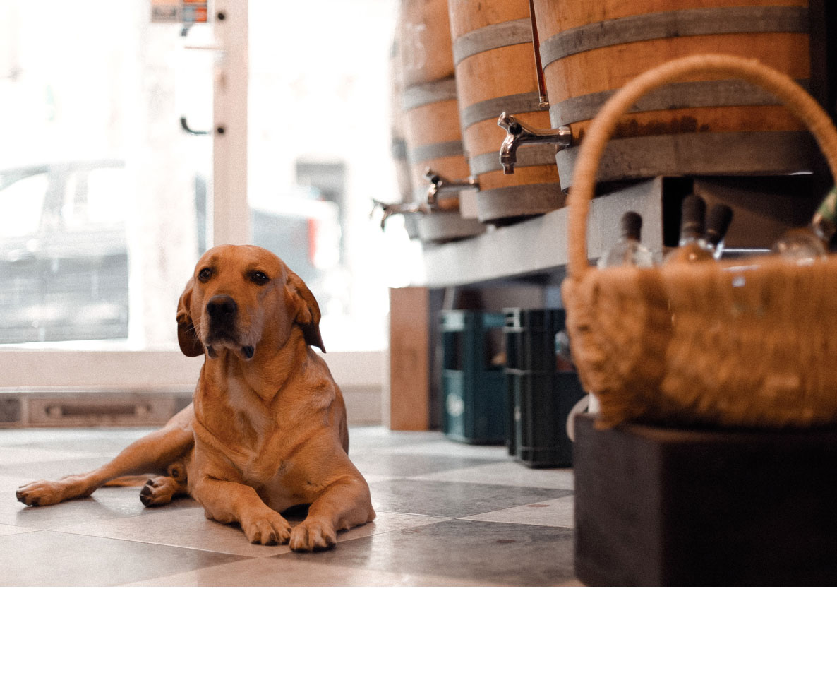 ペット禁止の店に犬を連れている客になんて言う？