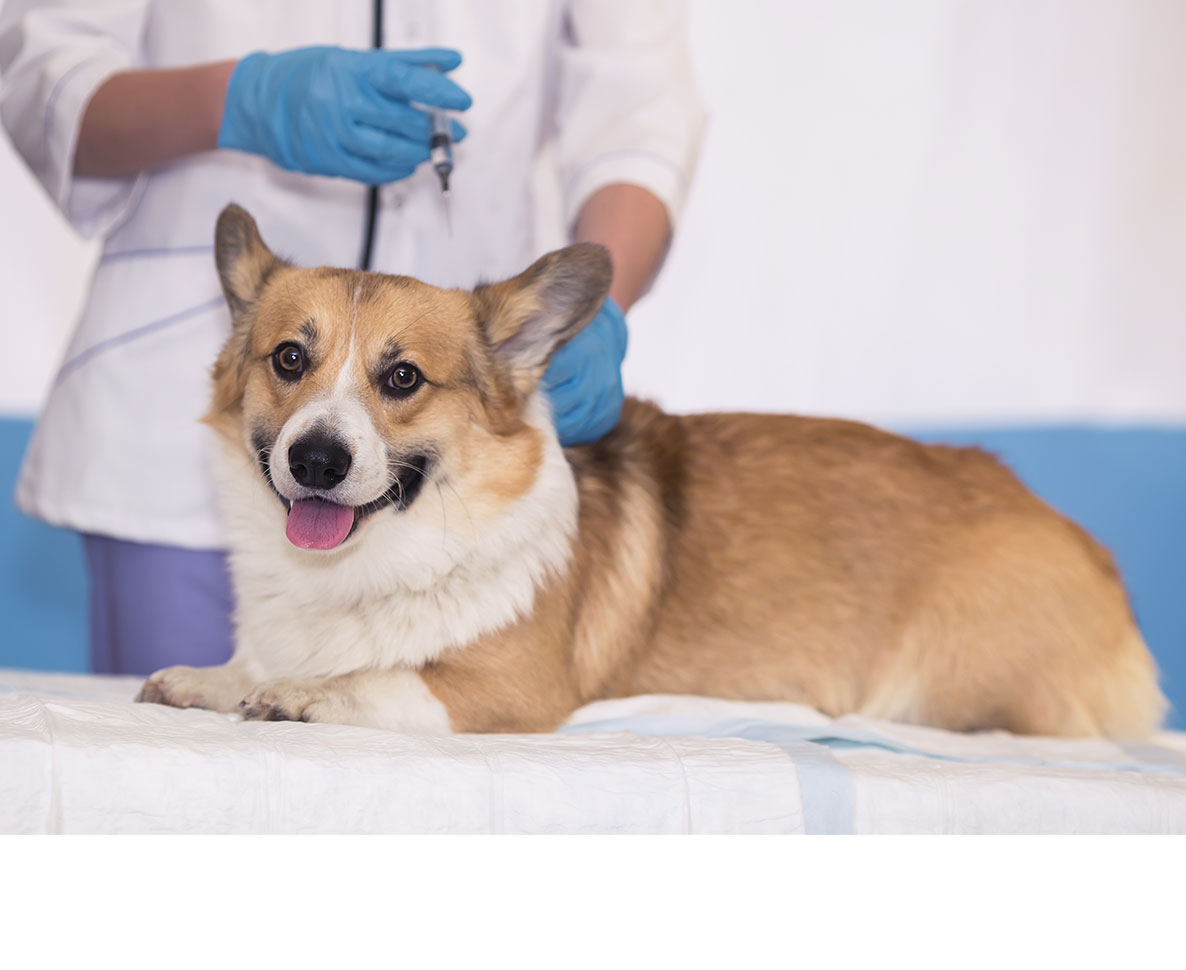 アメリカで12ヶ月効果のある犬用ノミ治療薬が承認される