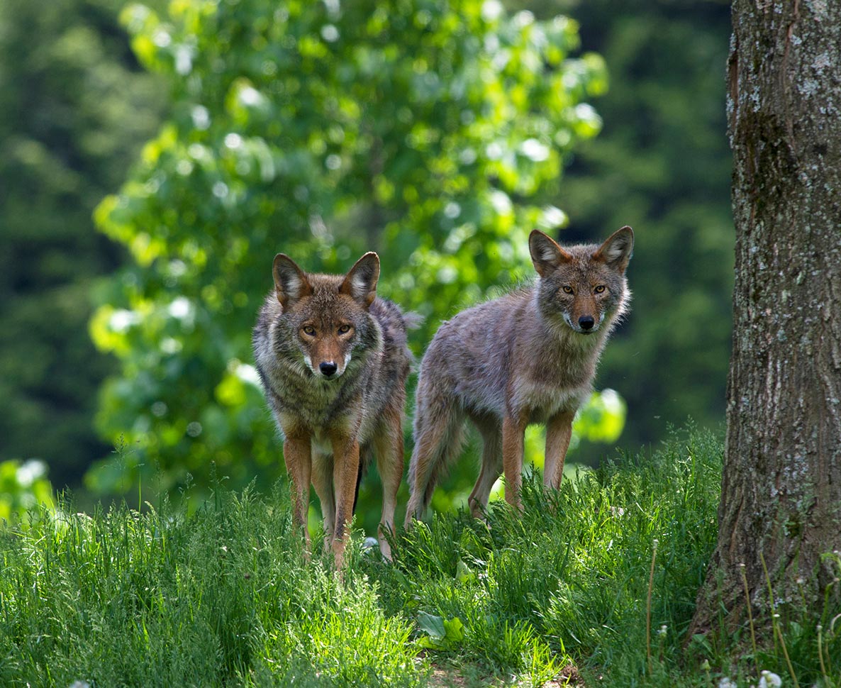 打ったゴルフボールがないと思ったら、かわいい野生動物が遊んでた