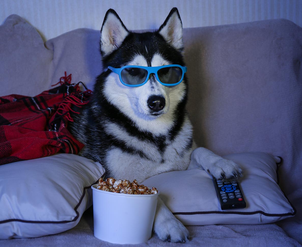 犬は本当にテレビを観ているの？専門家の答えは？