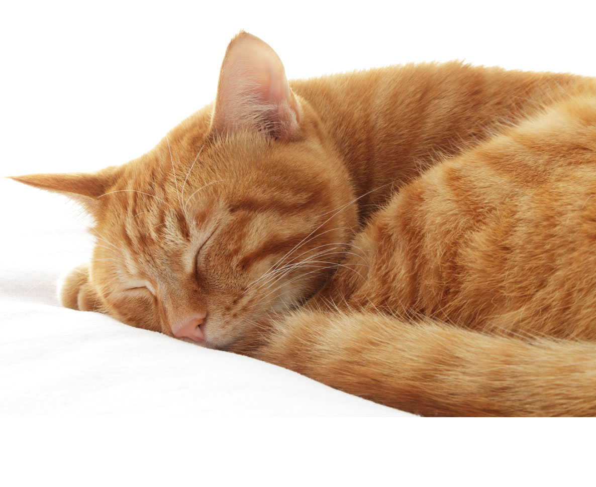 猫の認知症研究が人間のアルツハイマー治療の突破口となるか