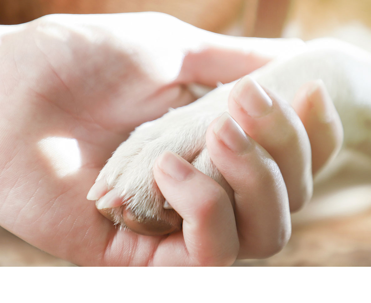 盲目のアメリカ人の介助犬が盗まれる