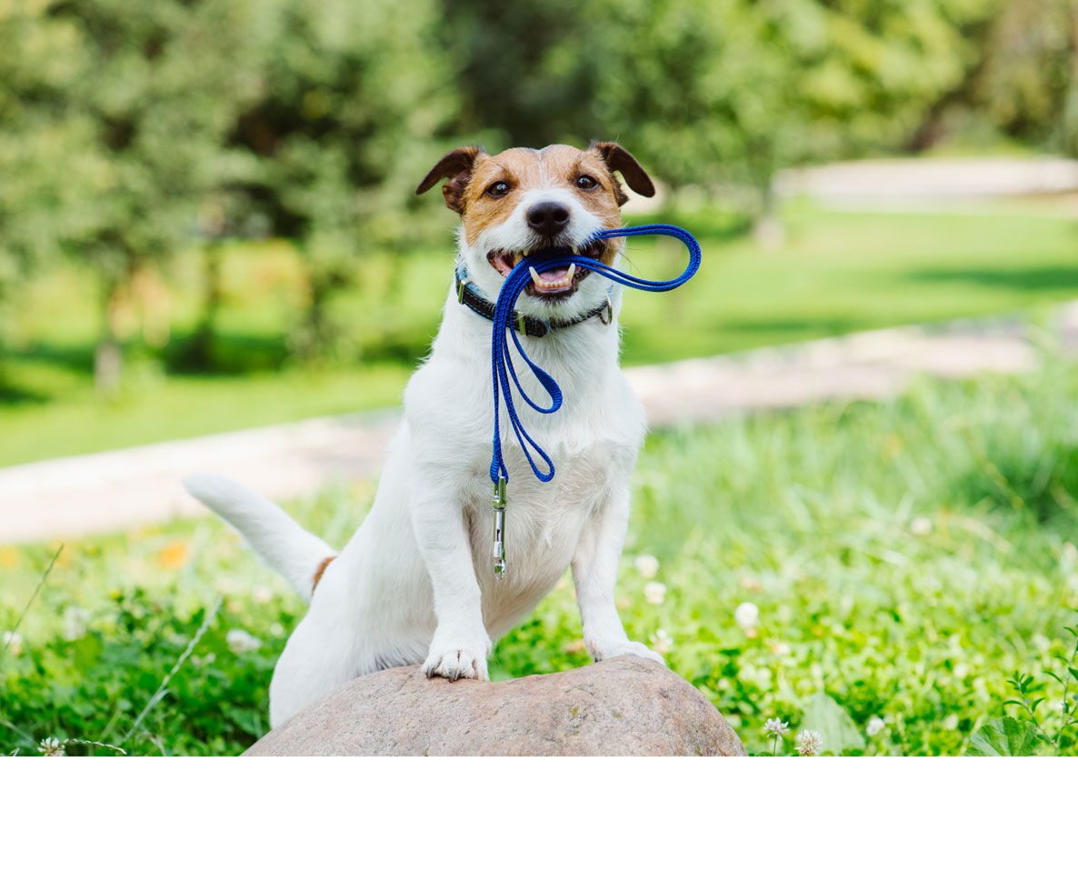 愛犬を苦しめる？英国でのびた雑草が問題に