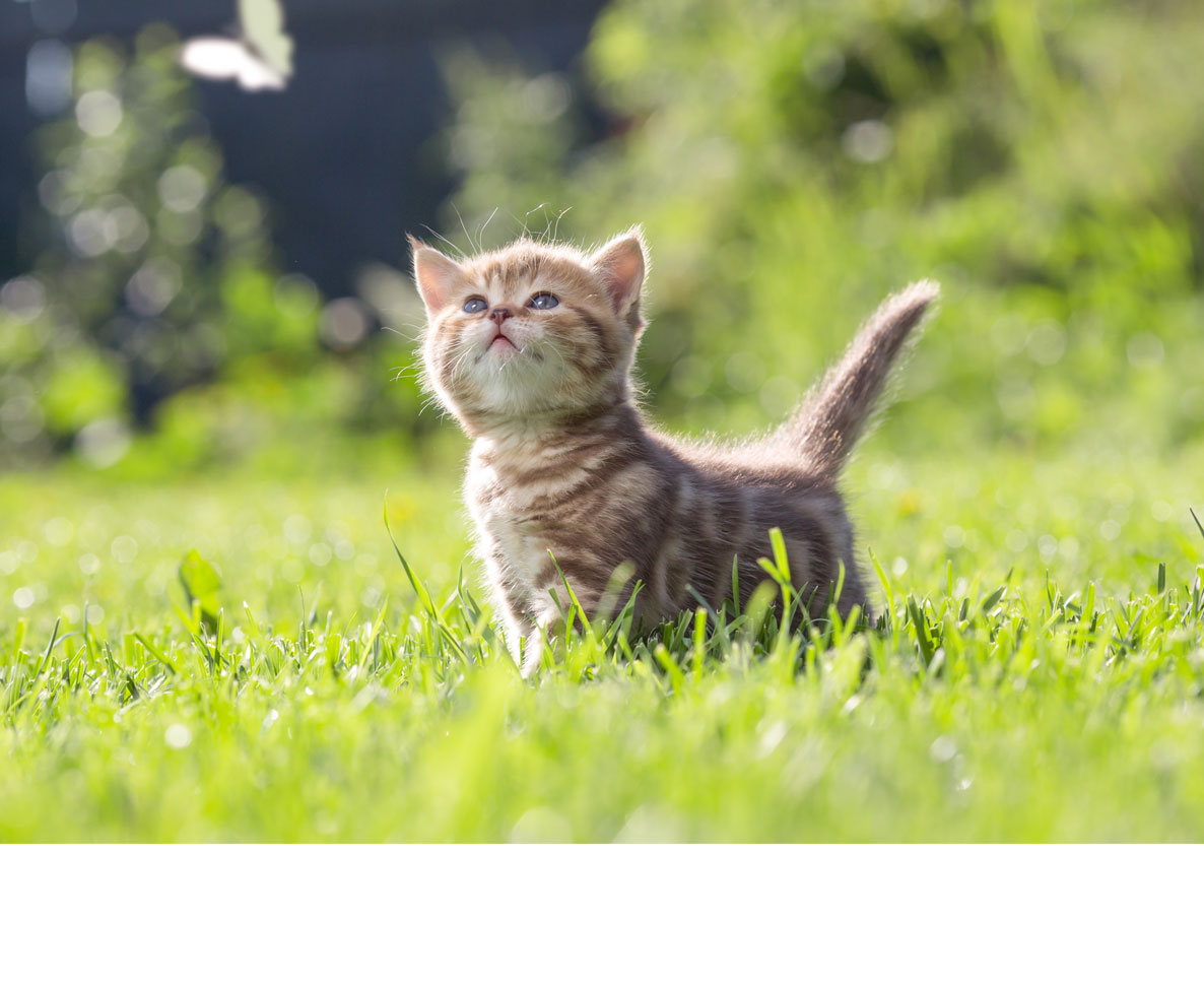 飼い犬が迷子の子猫にひとめ惚れ