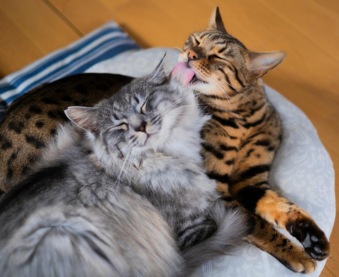 孫活？おばあちゃん猫が孫猫を毛づくろいする姿が愛らしい