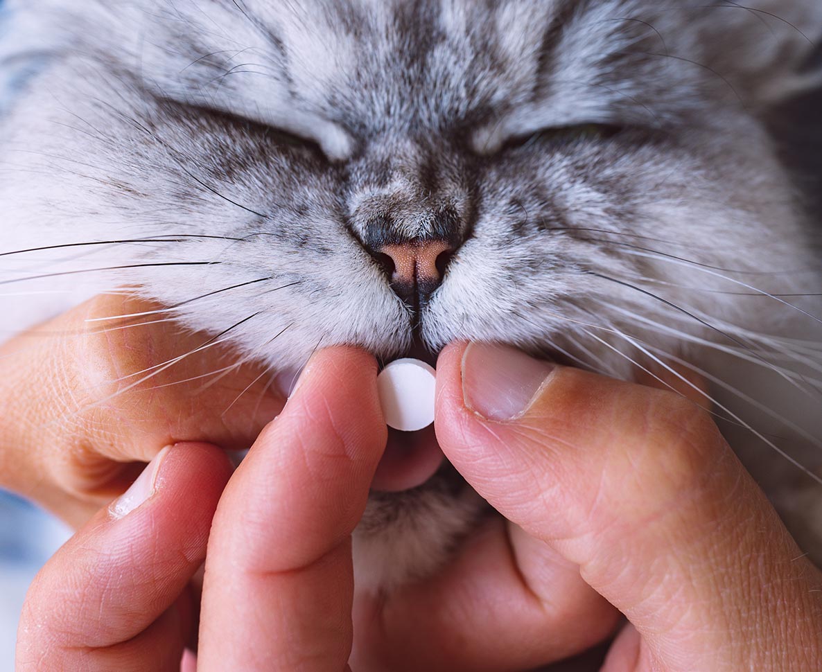 偽のノミ駆除薬やサプリによる猫の健康被害が多発