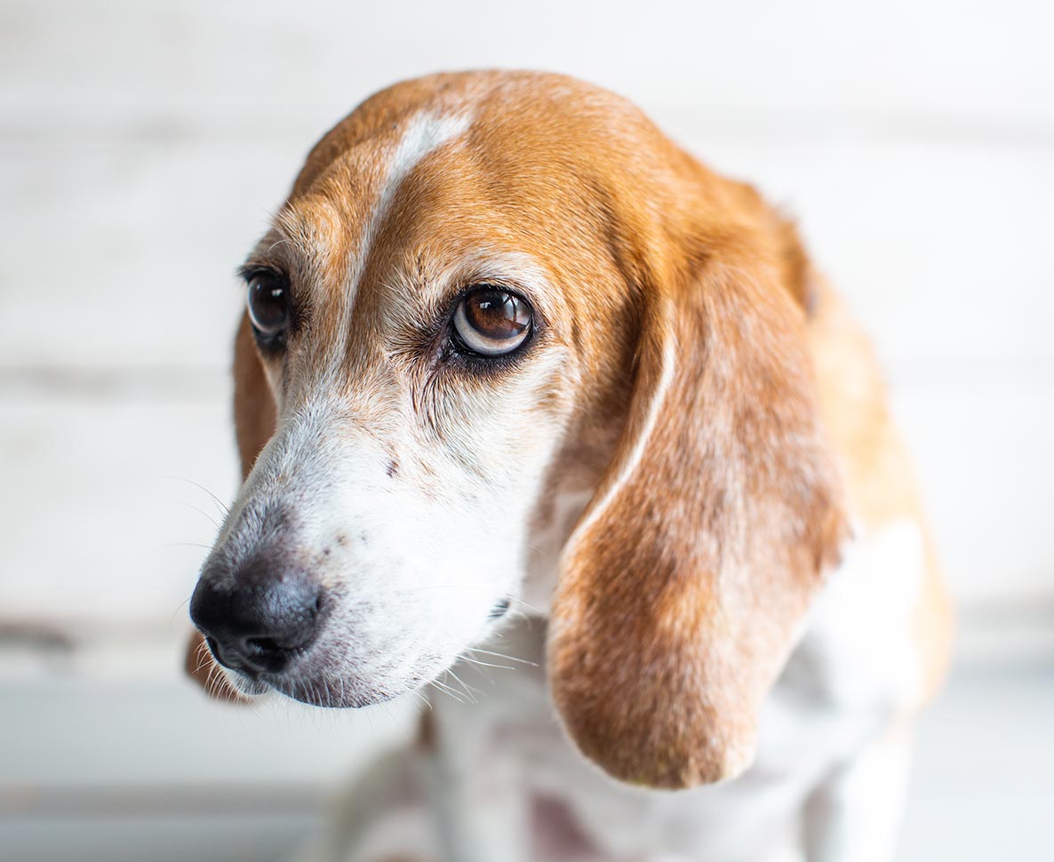 連載７５周年を記念し、スヌーピーが子犬と一緒に飛行船を楽しむ