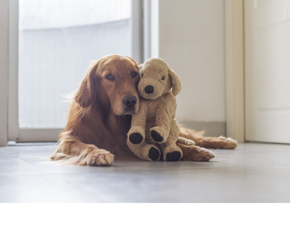 飼い主の持ち物をこっそり盗んで収集する犬