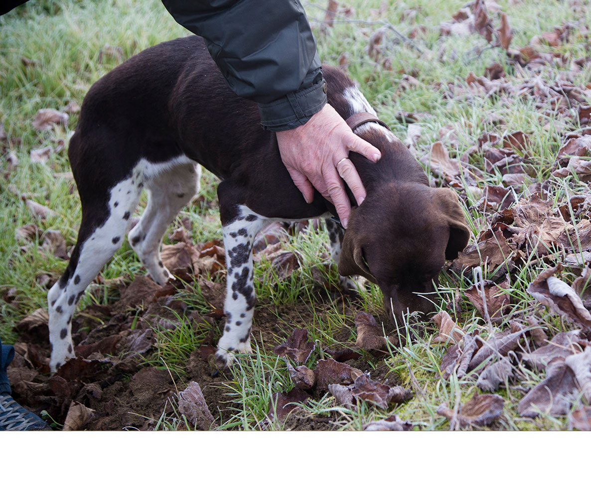 秋の散歩で、犬の飼い主が見落とす危険なものとは?