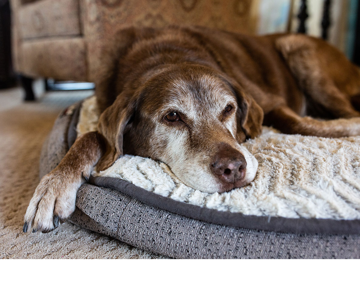介助犬学校で不合格の犬が女神に救われる