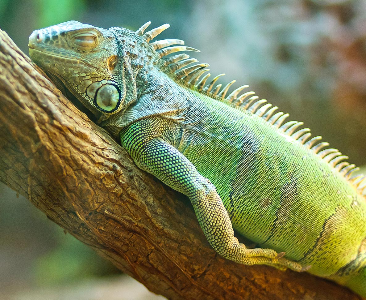 フロリダを襲った寒波。凍ったイグアナが木から落ちる